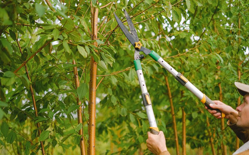 Tree trimming in Wickes, AR