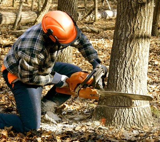 Tree Removal in Wickes, AR